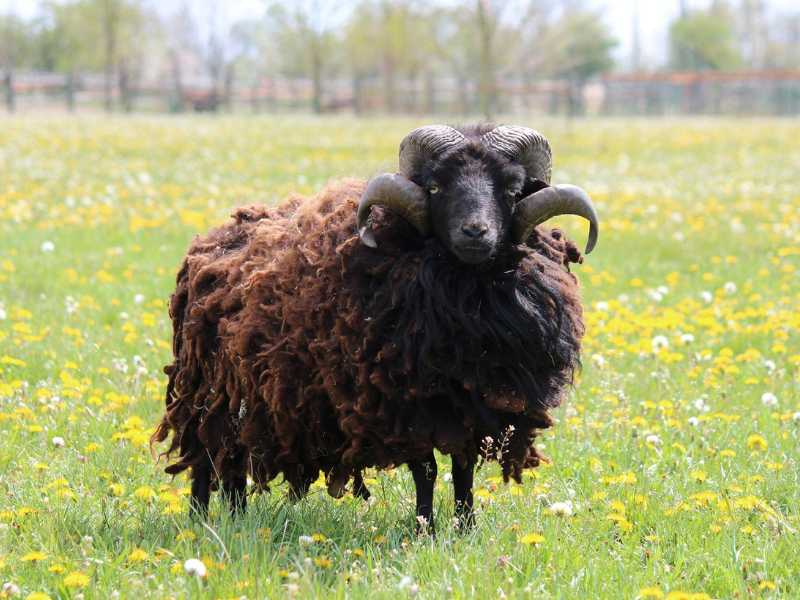 ovce quessantská zoopark zelčín