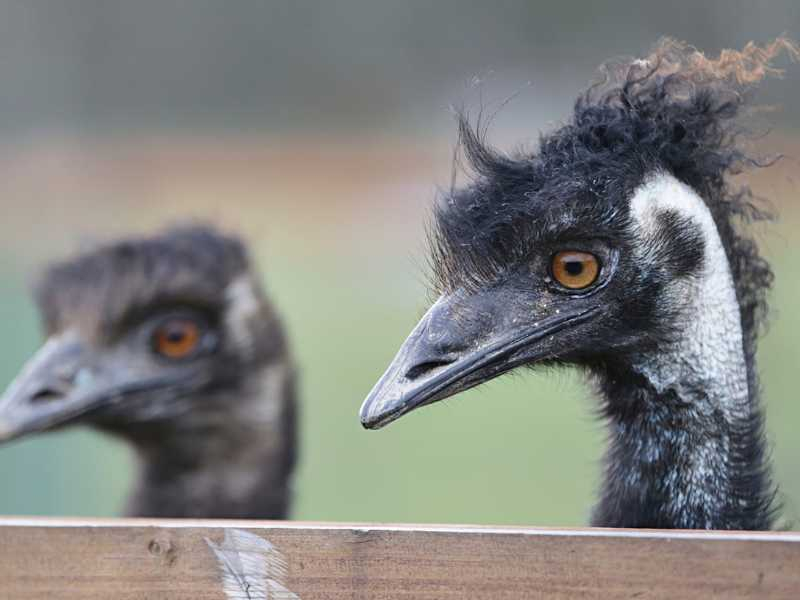 Emu hnědý komentované krmení