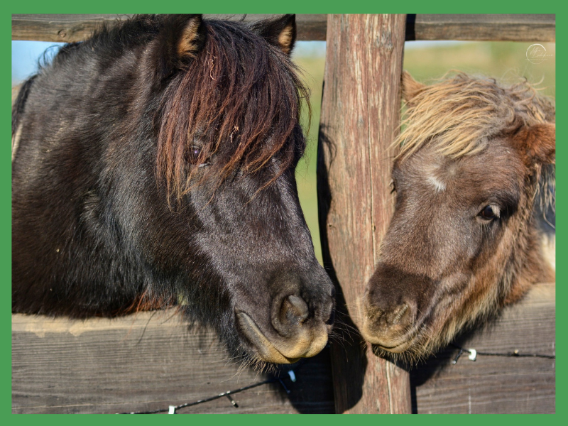 Jak se stát adoptivním rodičem
