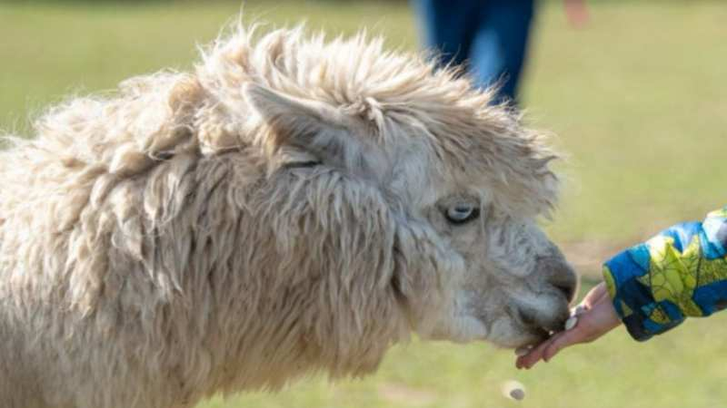 kontaktní výběh zoopark zelčín lama alpaka