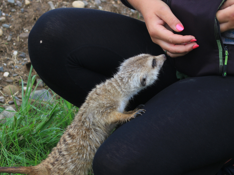 komentované krmení lama alpaka