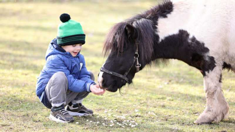 kontaktní zoopark pony