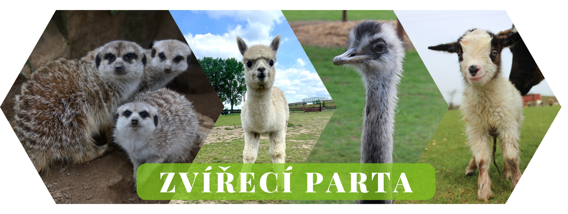 60a17e81-zoopark-zelcin-je-soukroma-spolecnost-a-svuj-provoz-hradi-pouze-z-vlastnich-zdroju-a-prijmu.nejsme-prispevkova-organizace-ani-nepobirame-zadne-dotace.pokud-se-vam-u-nas-libi-muzete-nam-pomoci-a.png