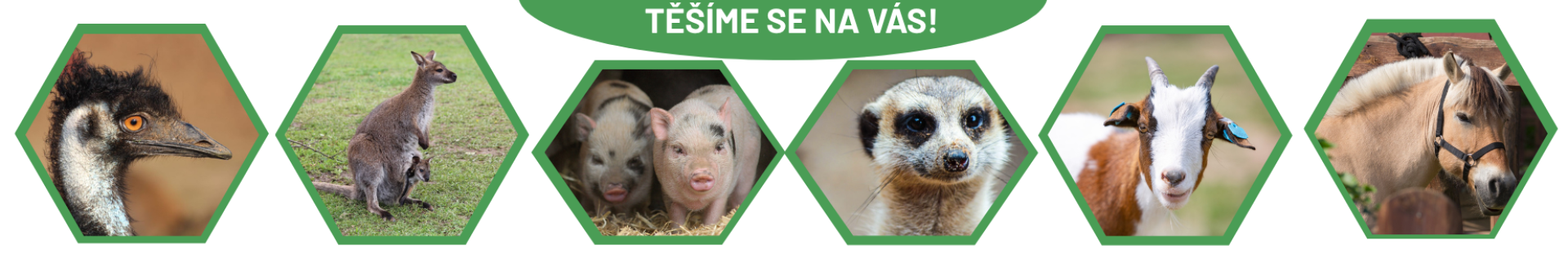 e6654541-nase-zvirata-2.png