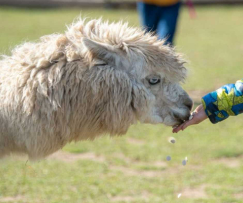 27c2297d-kontaktni-vybeh-lama-alpaka.jpeg