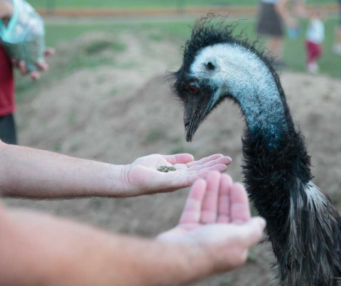 539aecf9-komentovane-krmeni-emu-hnedy.jpeg