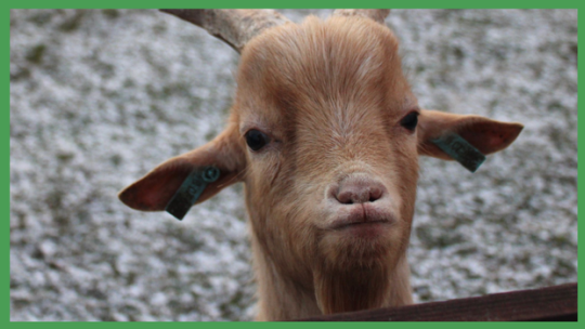 KOUZELNÁ ZIMA V ZOOPARKU ZELČÍN