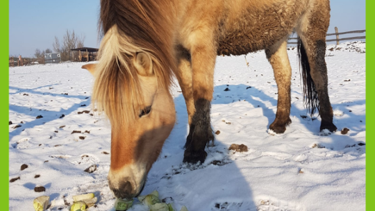 VÁNOČNÍ NADÍLKA PRO ZVÍŘÁTKA po celý den 26. - 29.12.