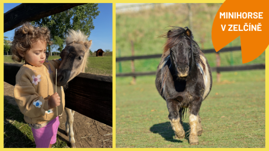 VÍKEND S MINIHORSES V ZOOPARKU 1.-2.8.