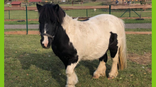 DEN S MINIHORSE V ZELČÍNĚ