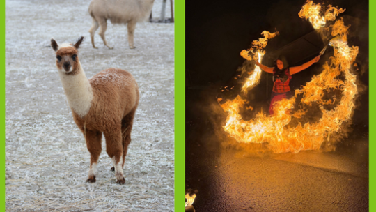 DEN S ALPAKAMI a OHNIVÁ SHOW