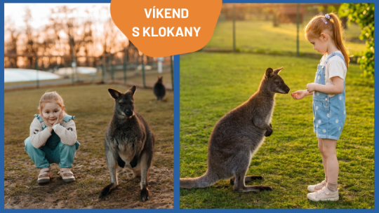 VÍKEND S KLOKANY V ZOOPARKU ZELČÍN 18.-19.7.