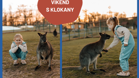 VÍKEND S KLOKANY V ZOOPARKU ZELČÍN 18.-19.7.