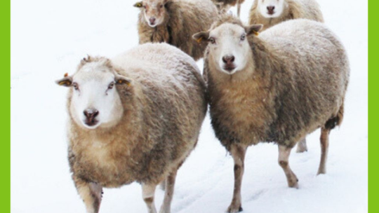 PŘEDVÁNOČNÍ STEZKA ZOOPARKEM