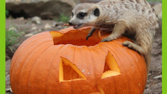 HALOWEEN V ZELČÍNĚ