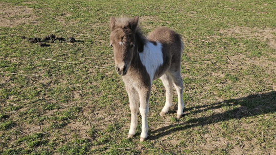 KŘEST HŘÍBĚTE MINIHORSE