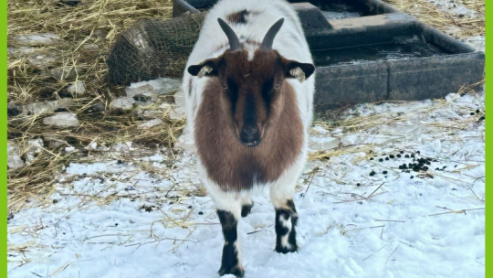 KOUZELNÁ ZIMA V ZOOPARKU ZELČÍN