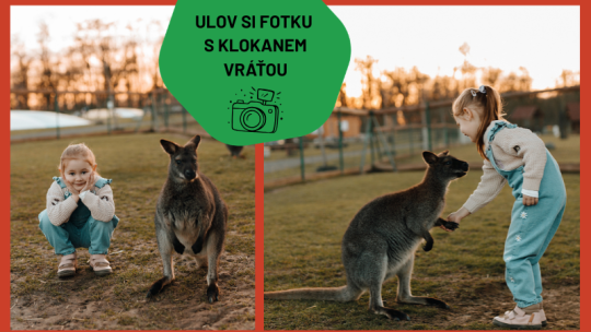 DEN KLOKANŮ V ZOOPARKU ZELČÍN