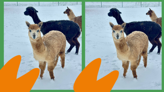 ZIMNÍ PEXESO V ZOOPARKU