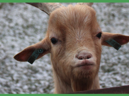 KOUZELNÁ ZIMA V ZOOPARKU ZELČÍN