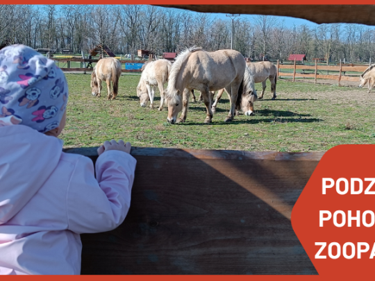 BAREVNÝ PODZIM V ZOOPARKU: PÁTREJ A TVOŘ!