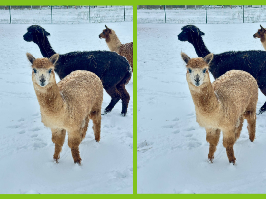 ZIMNÍ PEXESO V ZOOPARKU