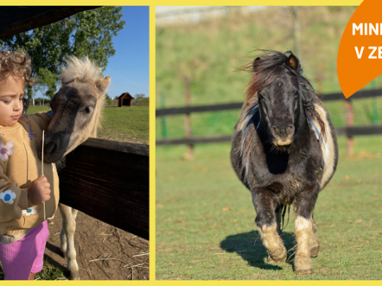 DEN MINIHORSES V ZOOPARKU ZELČÍN