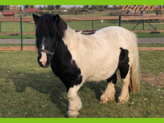 DEN S MINIHORSE V ZELČÍNĚ