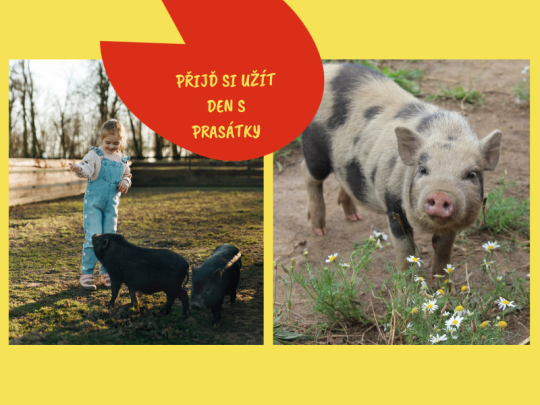 DEN PRASÁTEK V ZOOPARKU ZELČÍN