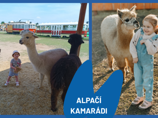 DEN ALPAK V ZOOPARKU ZELČÍN
