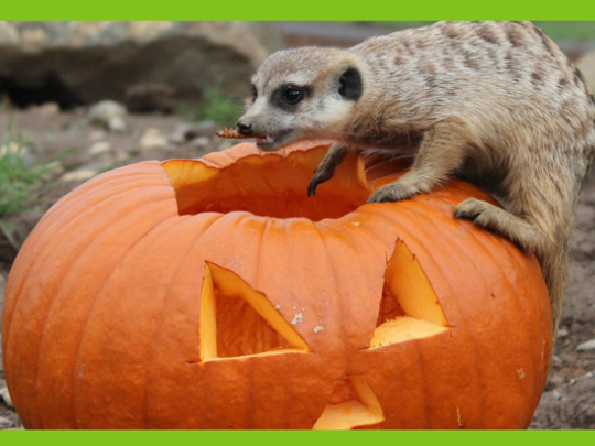 HALOWEEN V ZELČÍNĚ