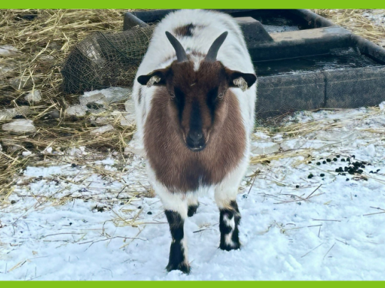 KOUZELNÁ ZIMA V ZOOPARKU ZELČÍN