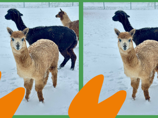 ZIMNÍ PEXESO V ZOOPARKU