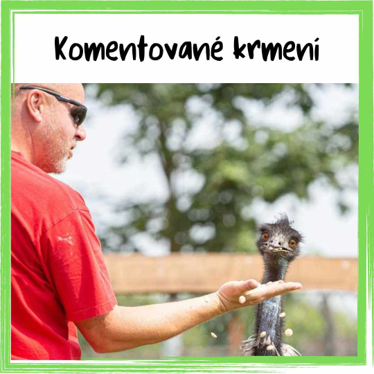 Komentované krmení