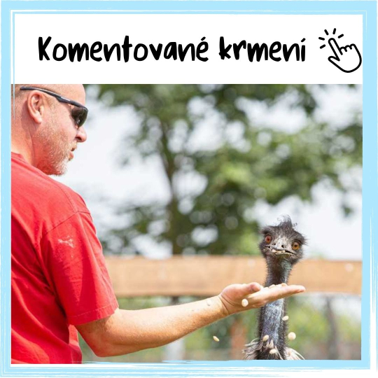 Komentované krmení
