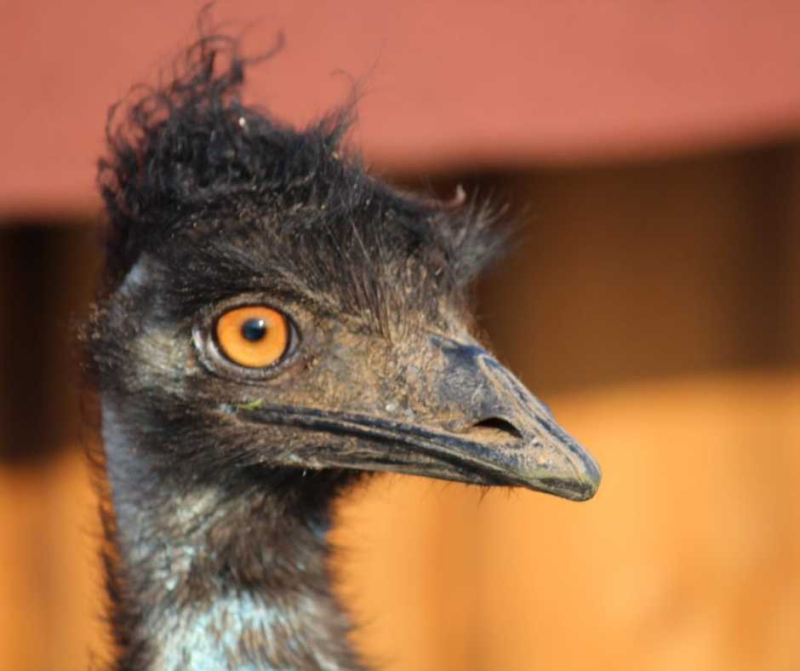 8addcae7-emu-hnedy.jpeg